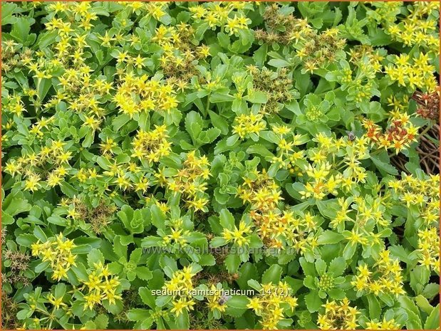 Sedum kamtschaticum | Hemelsleutel, Vetkruid, Kamtsjatka muurpeper