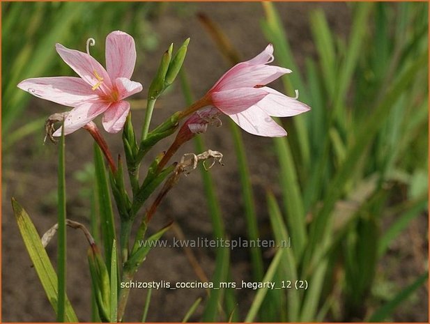 Schizostylis coccinea 'Mrs Hegarty' | Moerasgladiool, Kafferlelie