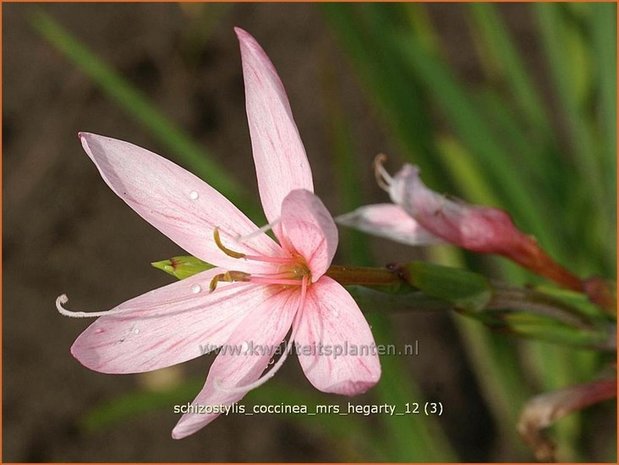 Schizostylis coccinea 'Mrs Hegarty' | Moerasgladiool, Kafferlelie