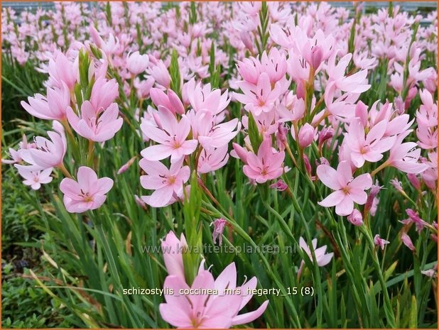 Schizostylis coccinea 'Mrs Hegarty' | Moerasgladiool, Kafferlelie