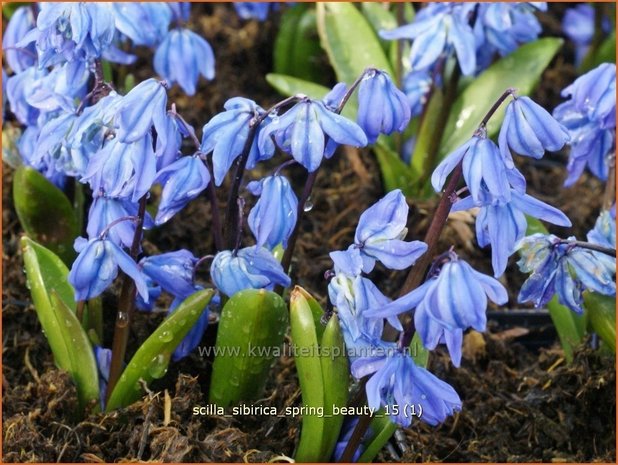 Scilla sibirica 'Spring Beauty' | Oosterse sterhyacinth