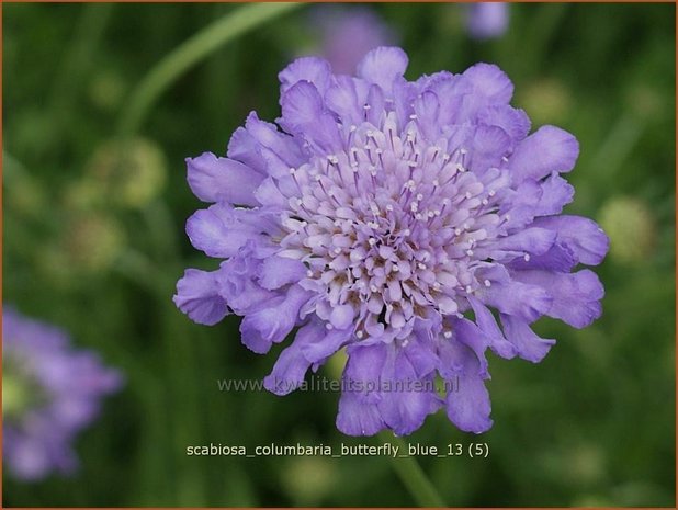 Scabiosa columbaria 'Butterfly Blue' | Duifkruid, Schurftkruid