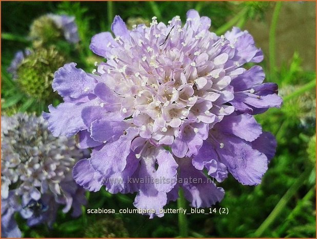 Scabiosa columbaria 'Butterfly Blue' | Duifkruid, Schurftkruid