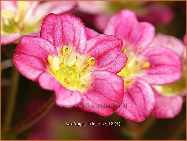 Saxifraga 'Pixie Rose' | Steenbreek, Mossteenbreek
