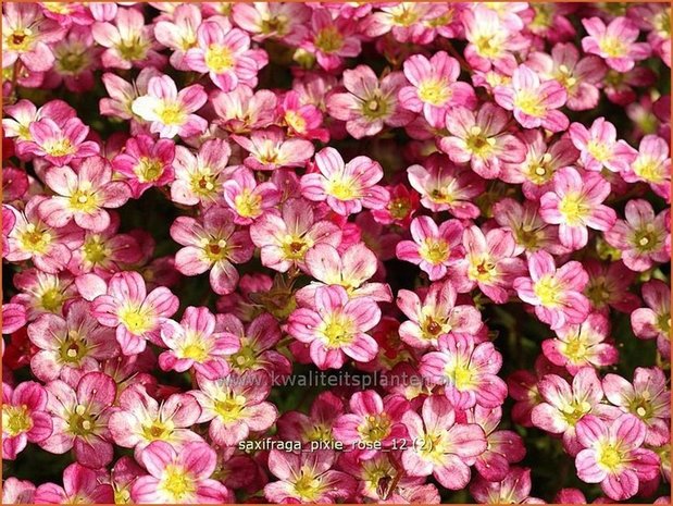 Saxifraga 'Pixie Rose' | Steenbreek, Mossteenbreek