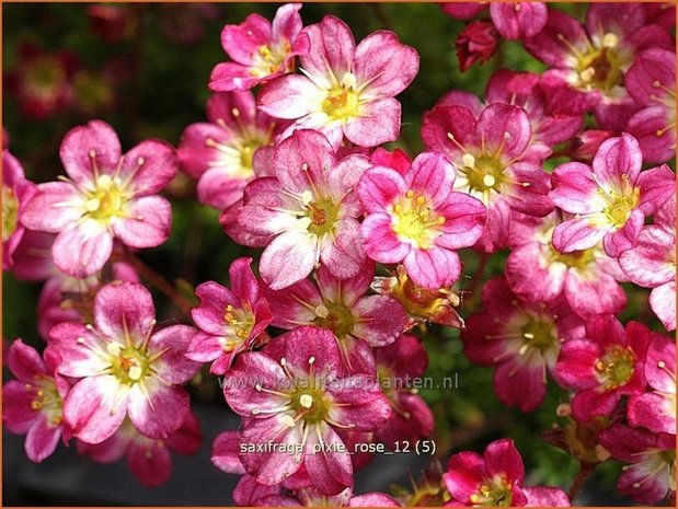 Saxifraga 'Pixie Rose' | Steenbreek, Mossteenbreek