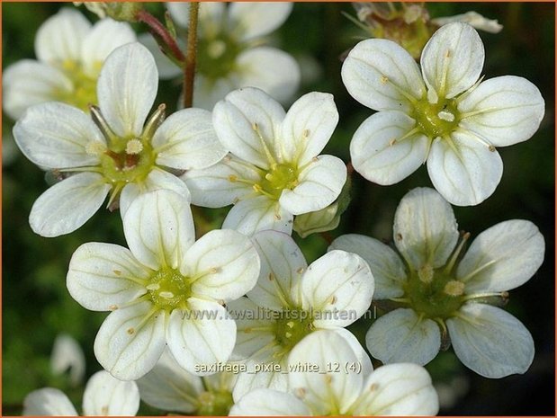 Saxifraga 'Pixie White' | Steenbreek, Mossteenbreek