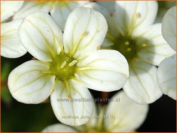 Saxifraga 'Pixie White' | Steenbreek, Mossteenbreek