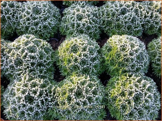 Saxifraga 'Pixie White' (winter)| Steenbreek, Mossteenbreek