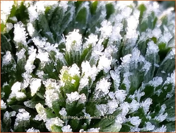 Saxifraga 'Pixie White' (winter)| Steenbreek, Mossteenbreek