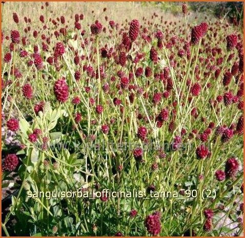 Sanguisorba officinalis 'Tanna' | Pimpernel, Sorbenkruid