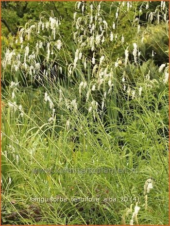 Sanguisorba tenuifolia 'Alba' | Pimpernel, Sorbenkruid