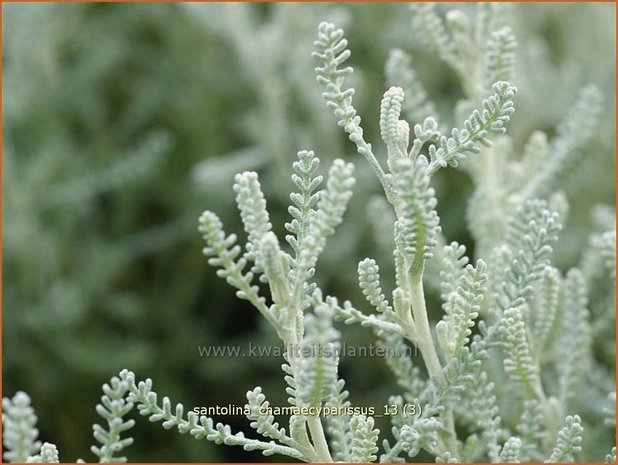 Santolina chamaecyparissus | Heiligenbloem, Cipressenkruid