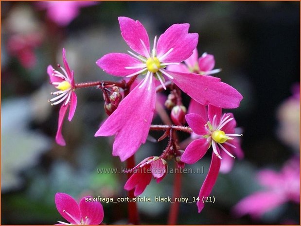 Saxifraga cortusifolia 'Black Ruby' | Steenbreek