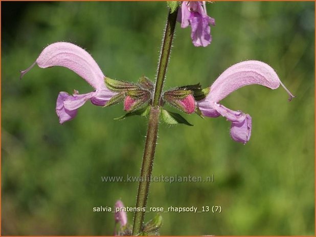 Salvia pratensis 'Rose Rhapsody' | Veldsalie, Weidesalie, Salie, Salvia | Wiesen-Salbei | Meadow Sage