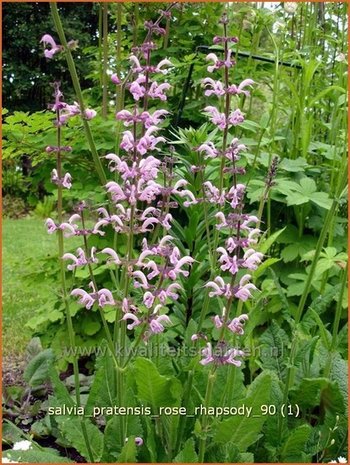 Salvia pratensis 'Rose Rhapsody' | Veldsalie, Weidesalie, Salie, Salvia | Wiesen-Salbei | Meadow Sage