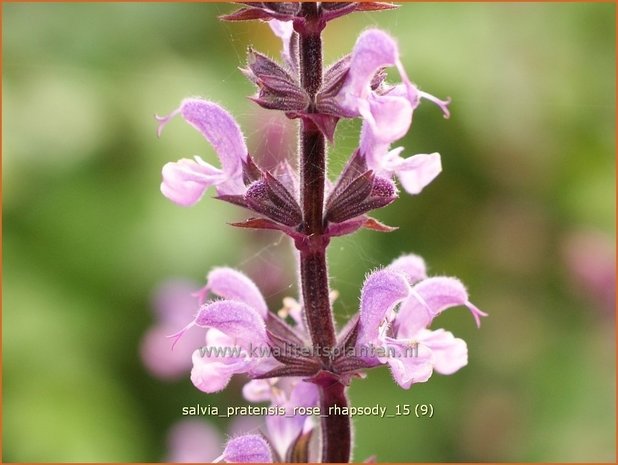 Salvia pratensis 'Rose Rhapsody' | Veldsalie, Weidesalie, Salie, Salvia | Wiesen-Salbei | Meadow Sage
