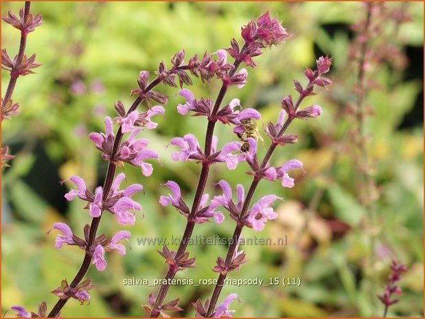 Salvia pratensis 'Rose Rhapsody' | Veldsalie, Weidesalie, Salie, Salvia | Wiesen-Salbei | Meadow Sage