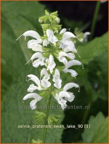 Salvia pratensis 'Swan Lake' | Veldsalie