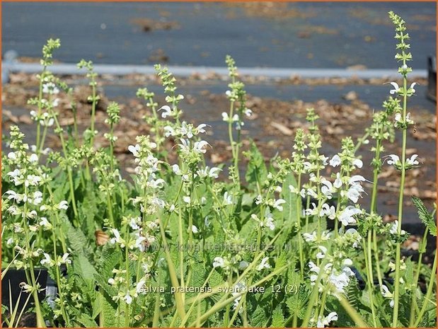 Salvia pratensis 'Swan Lake' | Veldsalie