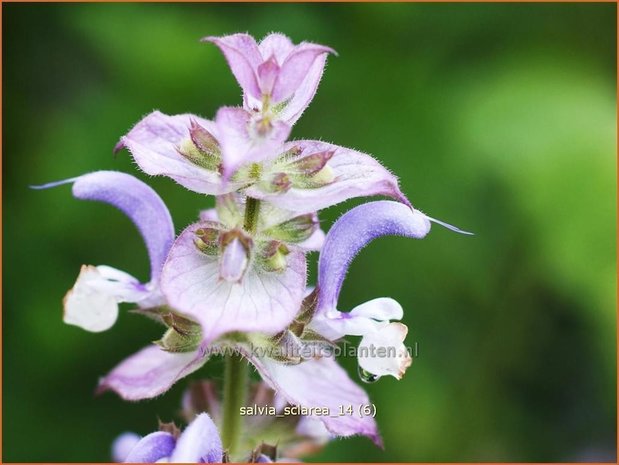 Salvia sclarea | Scharlei, Salie