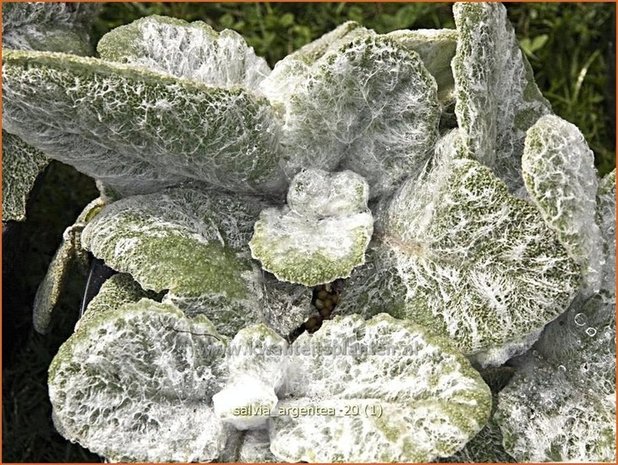 Salvia argentea | Zilversalie, Salie, Salvia | Silberblatt-Salbei | Silver Sage