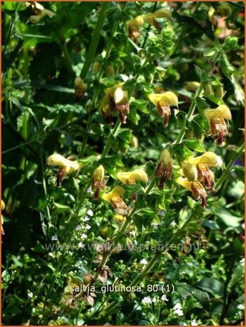 Salvia glutinosa | Salie, Salvia
