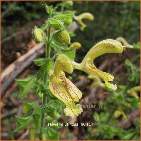 Salvia glutinosa | Salie, Salvia