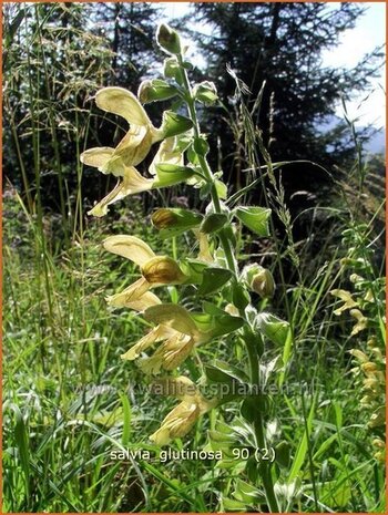 Salvia glutinosa | Salie, Salvia