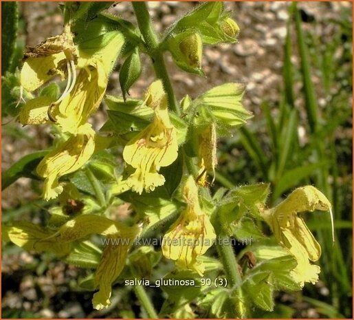 Salvia glutinosa | Salie, Salvia