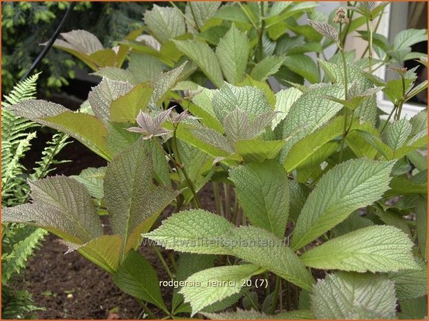 Rodgersia henrici | Schout-bij-nacht, Kijkblad