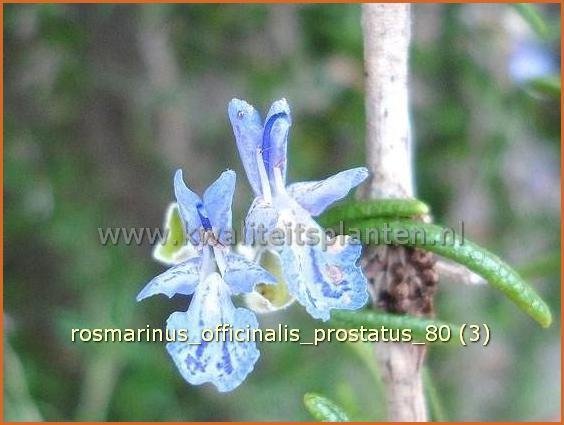 Rosmarinus officinalis 'Prostratus' | Rozemarijn | Rosmarin