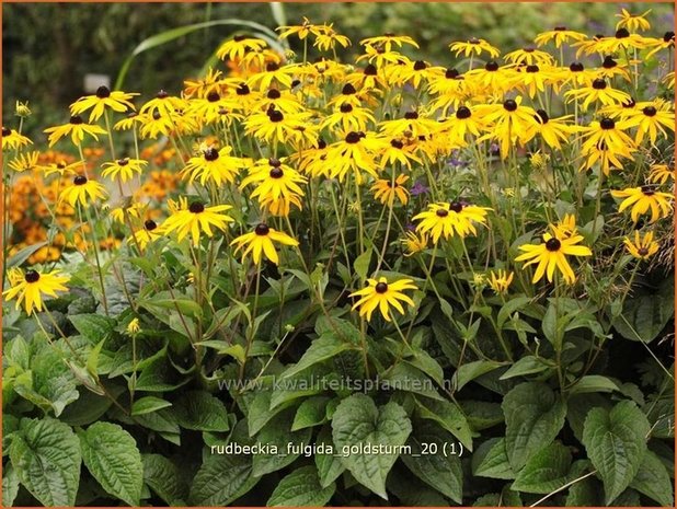 Rudbeckia fulgida 'Goldsturm' | Zonnehoed