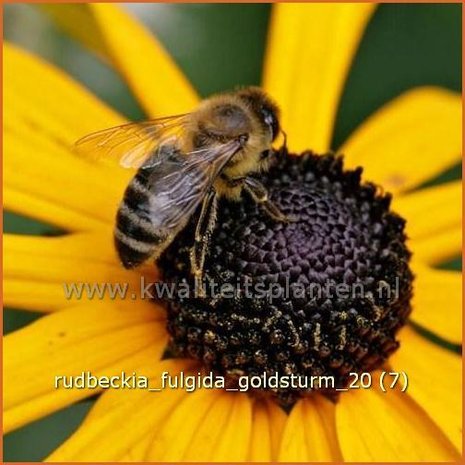 Rudbeckia fulgida 'Goldsturm' | Zonnehoed