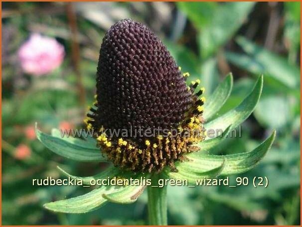 Rudbeckia occidentalis 'Green Wizard' | Zonnehoed