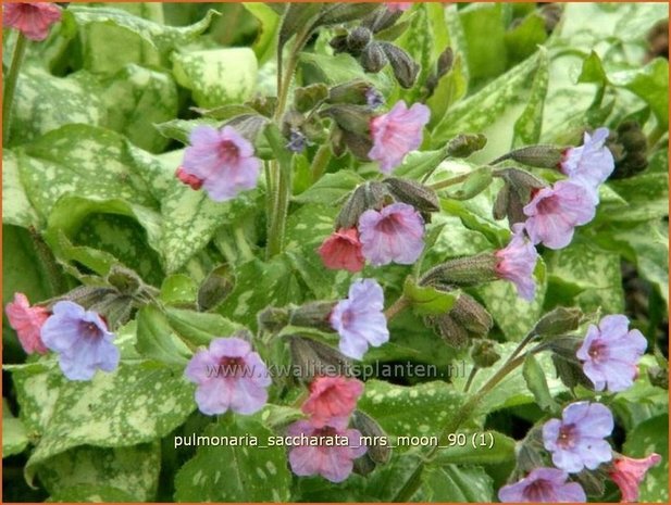 Pulmonaria saccharata 'Mrs Moon' | Longkruid