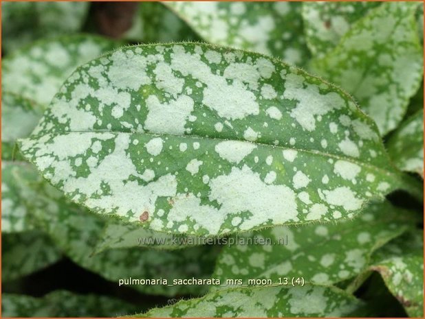 Pulmonaria saccharata 'Mrs Moon' | Longkruid