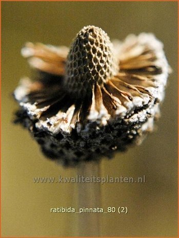 Ratibida pinnata | Mexicaanse zonnehoed, Prairiekegelbloem
