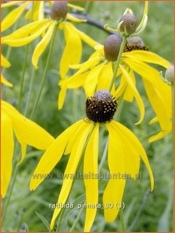 Ratibida pinnata | Mexicaanse zonnehoed, Prairiekegelbloem
