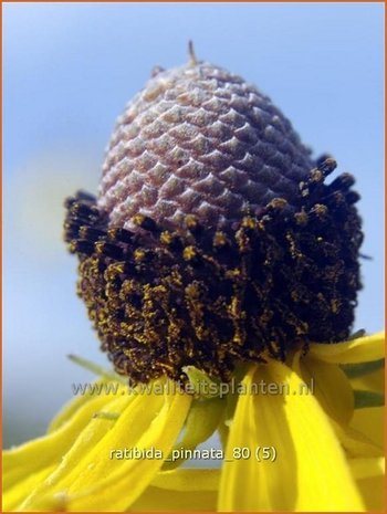 Ratibida pinnata | Mexicaanse zonnehoed, Prairiekegelbloem