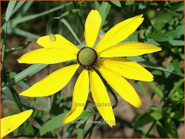 Ratibida pinnata | Mexicaanse zonnehoed, Prairiekegelbloem