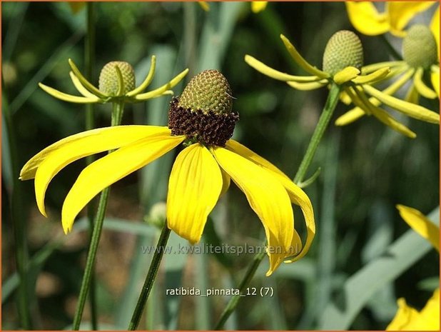 Ratibida pinnata | Mexicaanse zonnehoed, Prairiekegelbloem