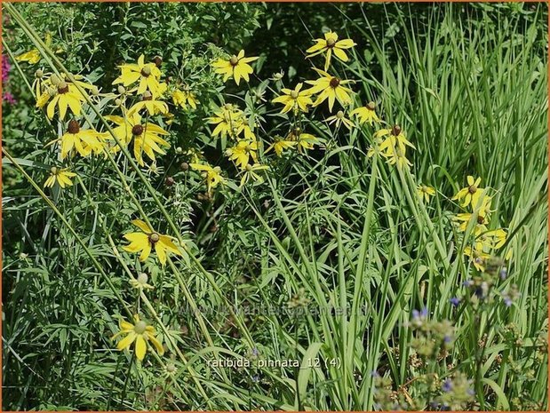 Ratibida pinnata | Mexicaanse zonnehoed, Prairiekegelbloem