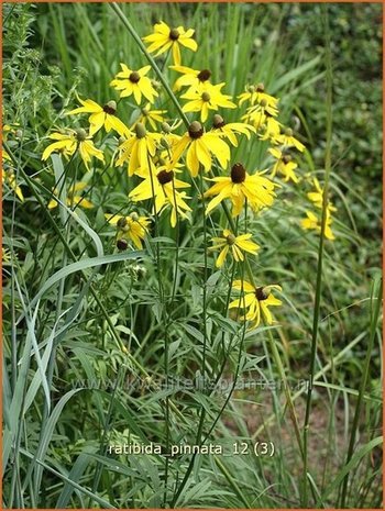 Ratibida pinnata | Mexicaanse zonnehoed, Prairiekegelbloem