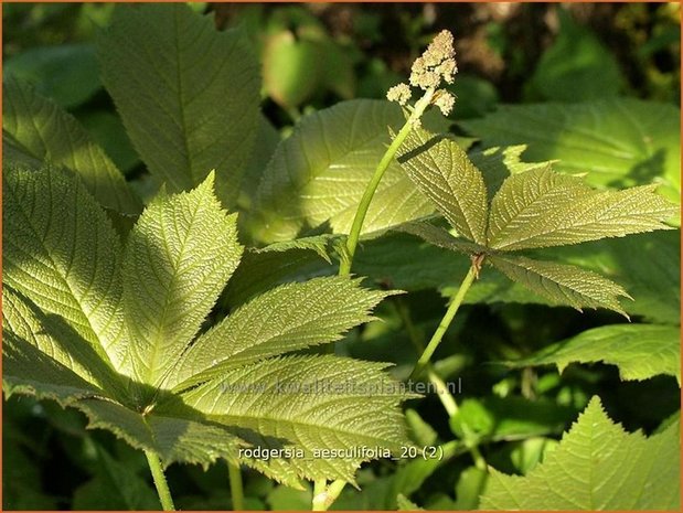 Rodgersia aesculifolia | Kastanjebladige astilbe, Schout-bij-nacht, Kijkblad | Kastanienblättriges Schaublatt