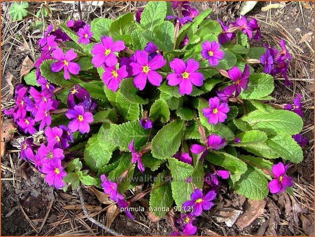 Primula 'Wanda' | Sleutelbloem
