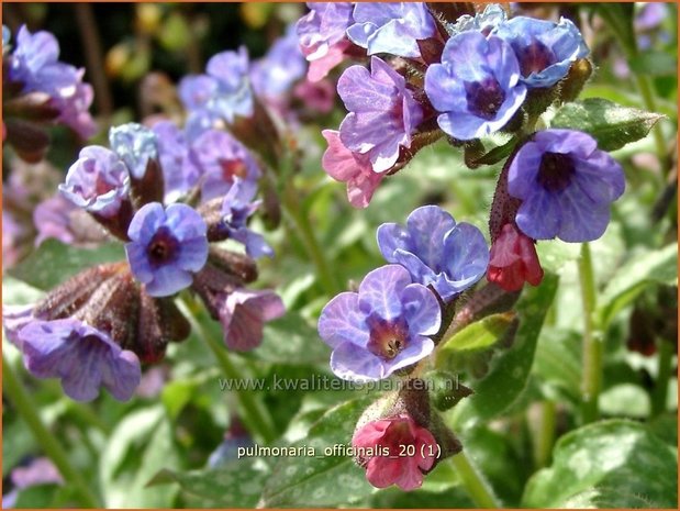 Pulmonaria officinalis | Longkruid