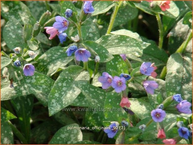 Pulmonaria officinalis | Longkruid