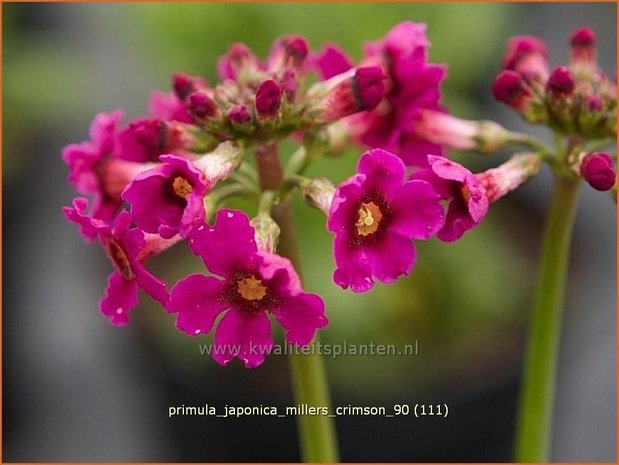 Primula japonica 'Miller's Crimson' | Sleutelbloem, Etageprimula, Japanse sleutelbloem