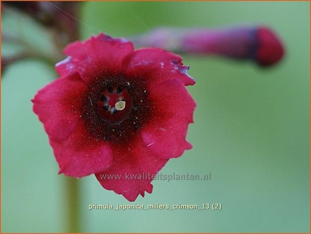 Primula japonica 'Miller's Crimson' | Sleutelbloem, Etageprimula, Japanse sleutelbloem